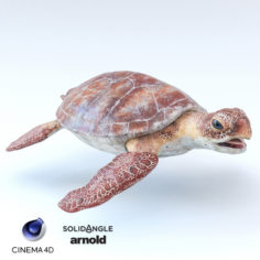 3D Sea Turtle 3D Model