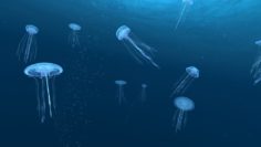Jellyfish animation scene 3D Model