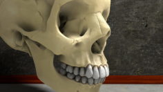 Human Skull Bones Anatomy simple 3D Model