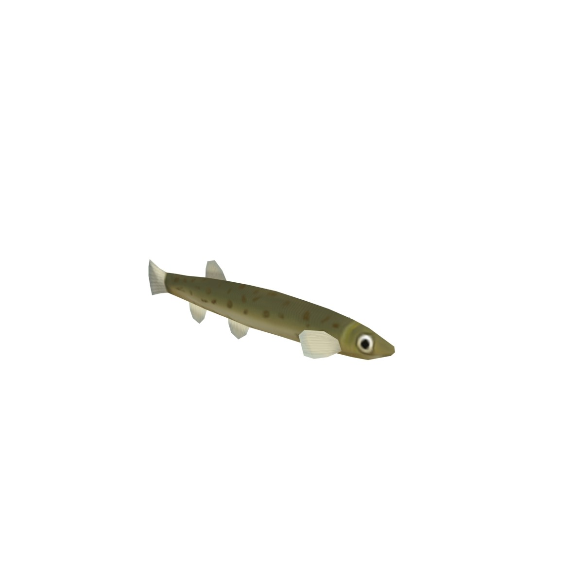 loach