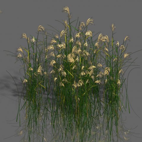 Plant – aloe 3D Model