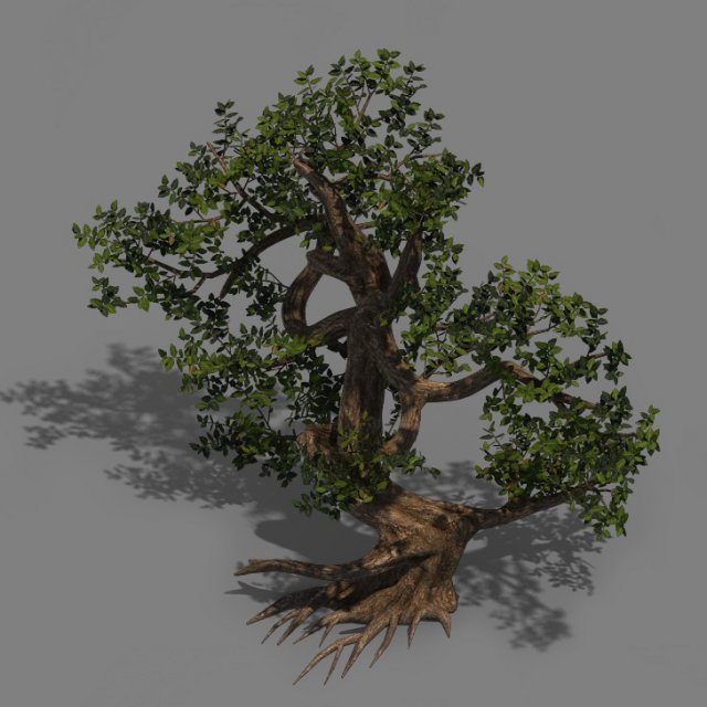 Plant – cypress 3D Model