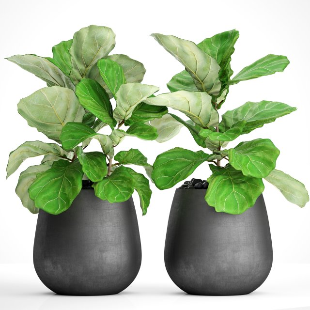 Ficus Lyrata Trees 3D Model