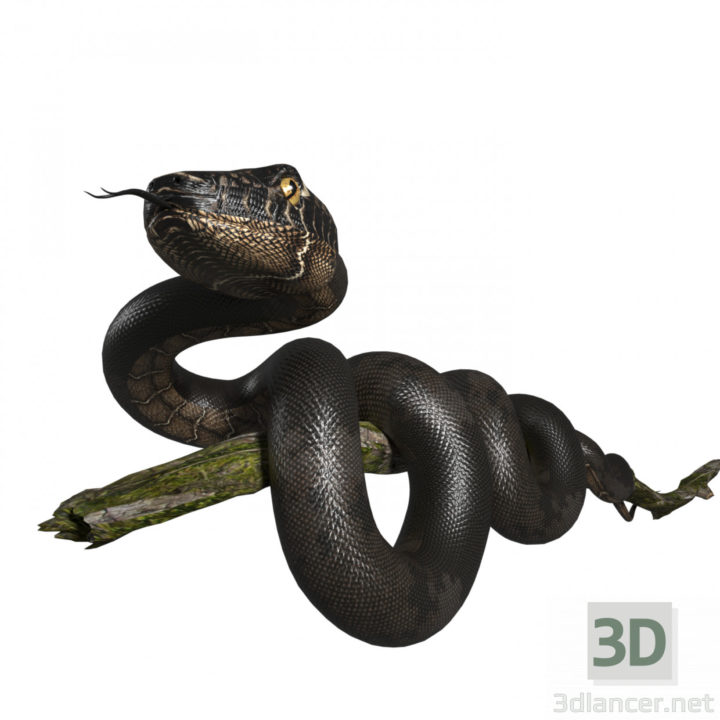 3D-Model 
Snake