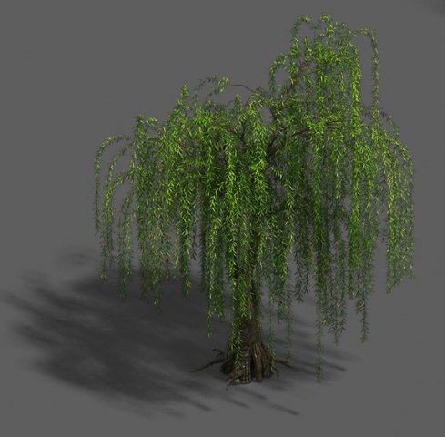 Plant – Willow 13 3D Model