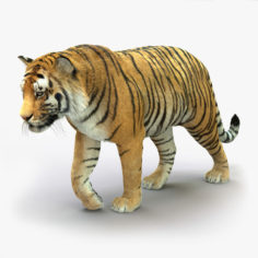 3D Tiger (4) (Animated) (Fur) 3D Model