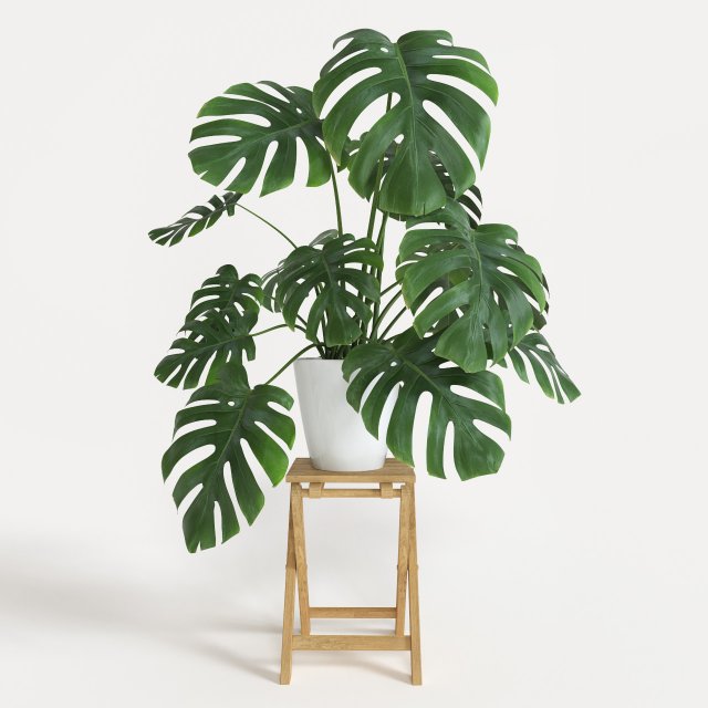 Monstera 3D Model