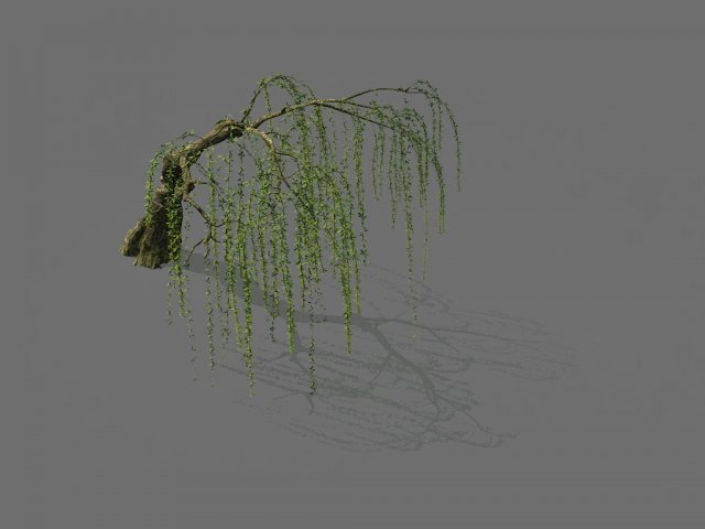 Game Model – Forest – Willow 01 3D Model