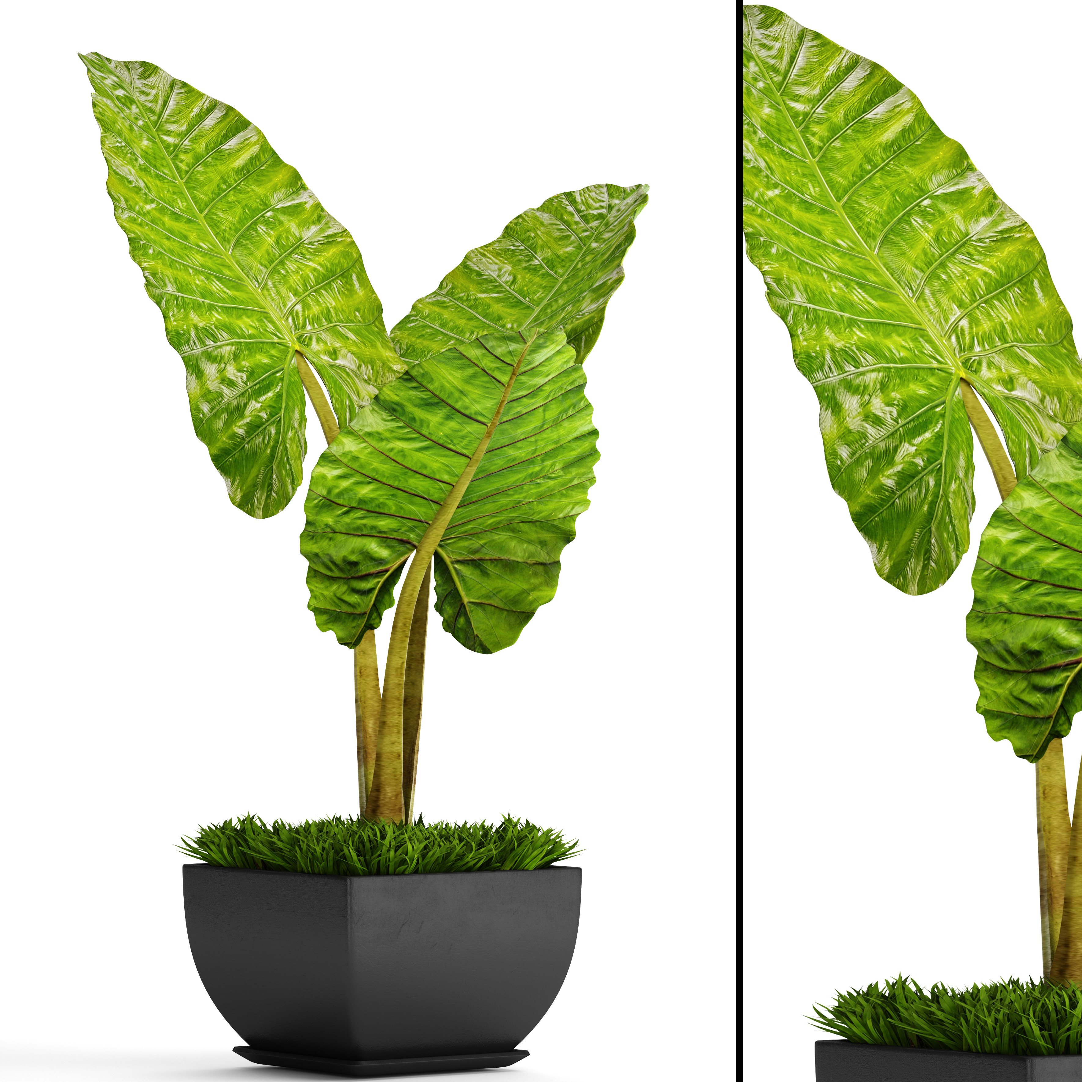 3D model Alocasia macrorrhiza 3D Model