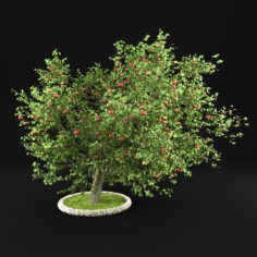 3D model Apple Tree 3D Model
