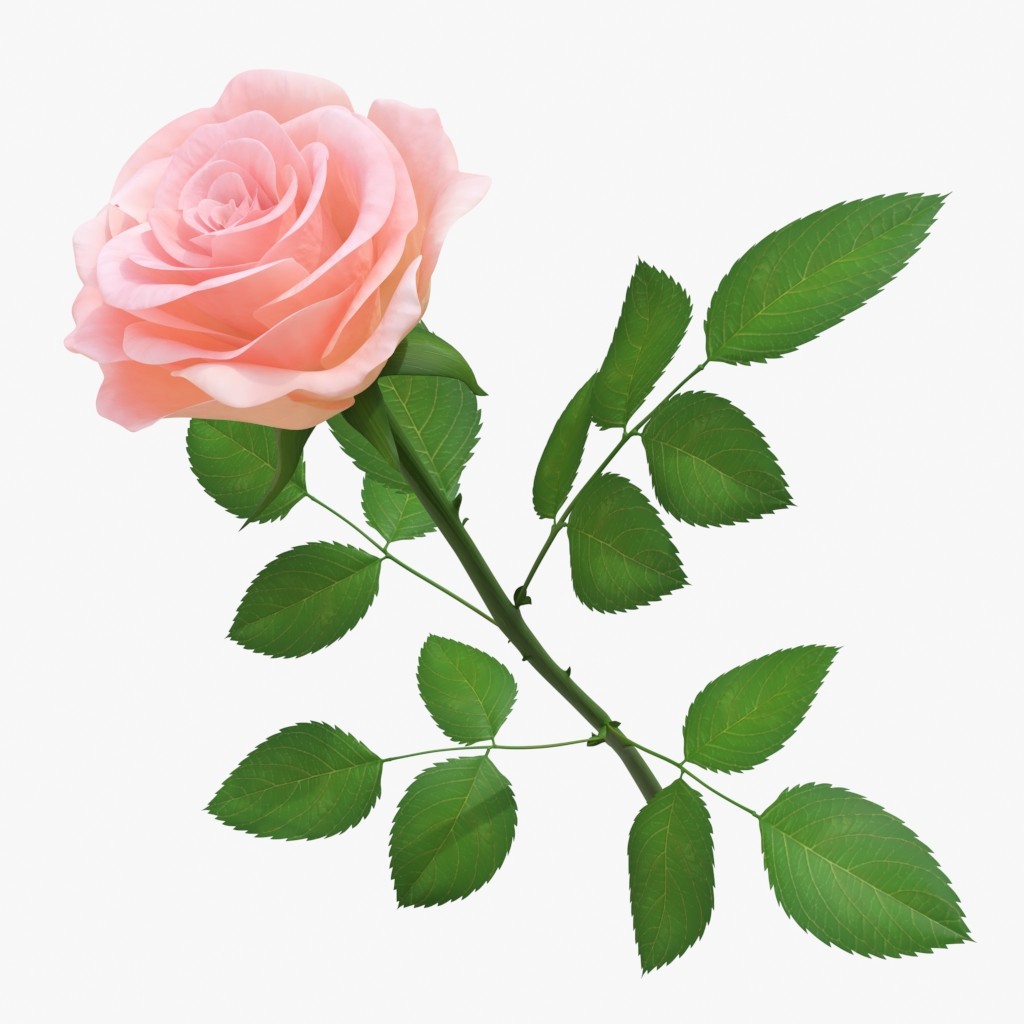 Макет розы