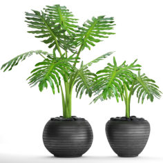 3D Philodendron selloum 3D Model