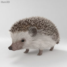 Hedgehog HD 3D Model