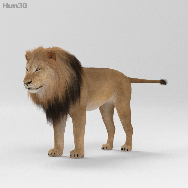 Lion HD 3D Model