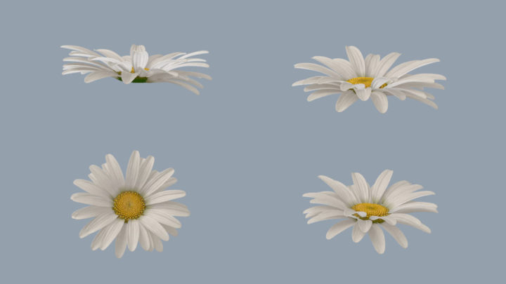 flower Leucanthemum vulgare 3D model 3D Model