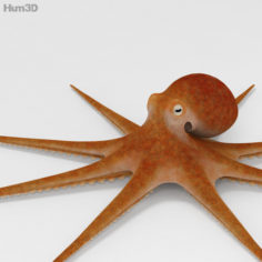 Common Octopus HD 3D Model
