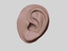 Ear 3D model 3D Model