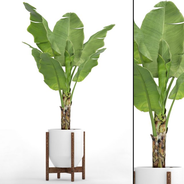 Banana Tree 3D Model