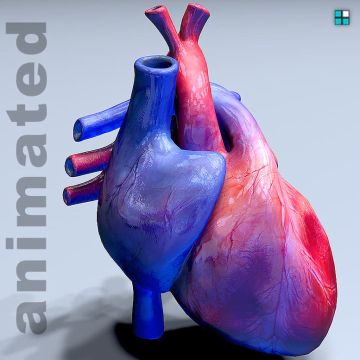 Heart Realistic Animated 3D 3D Model