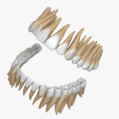 3D model Teeth Stylized 3D Model