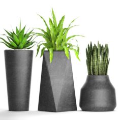 Plants collection pot 3D Model