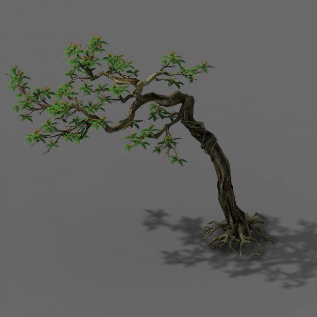 Plant – safflower tree 3D Model