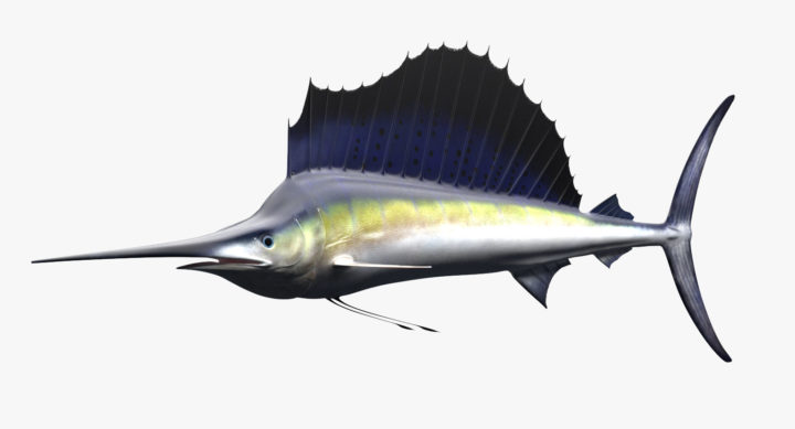 Sailfish 3D model 3D Model