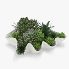 Succulents in a Giant Clam Bowl 3D Model