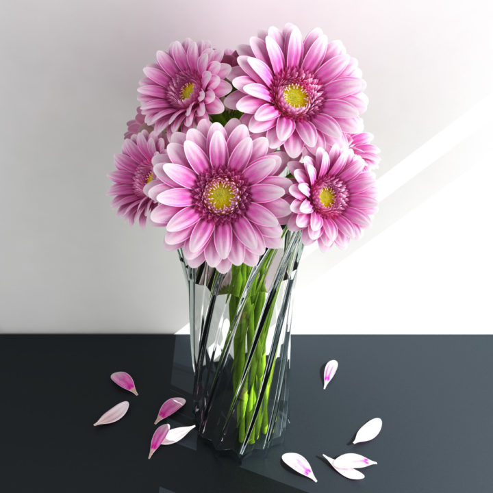 Gerbera