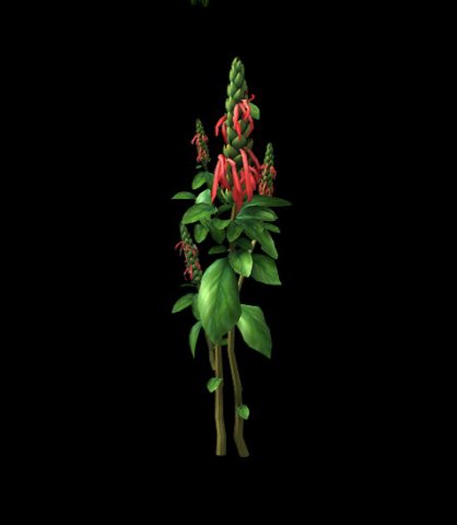 Wild plants – flowers 01 3D Model