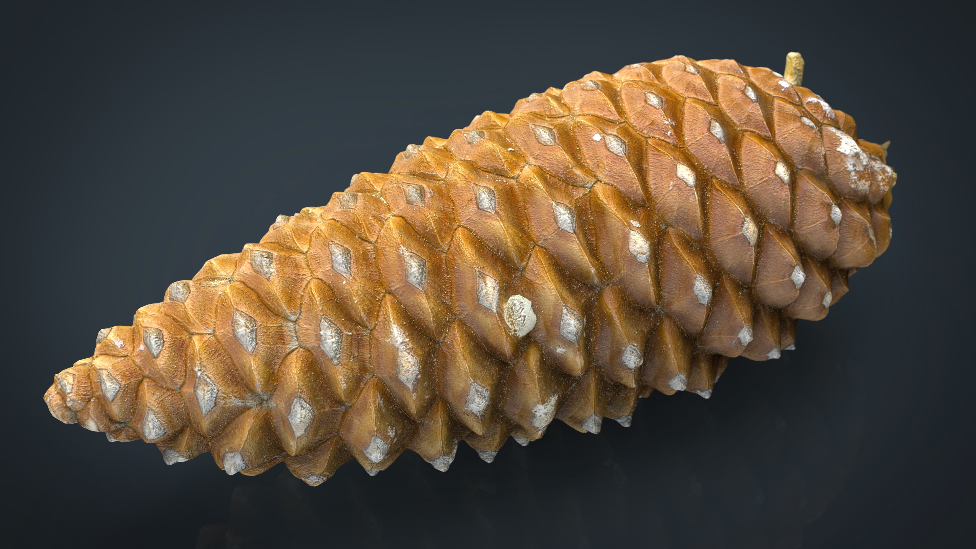 Pinecone 3D model 3D Model