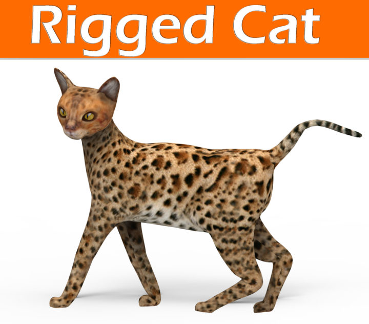 3D cat rigged 3D Model