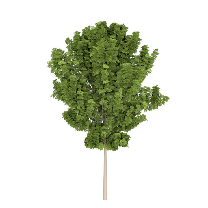 tree 3D Model