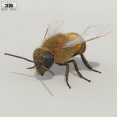 Honey Bee High Detailed Rigged 3D Model
