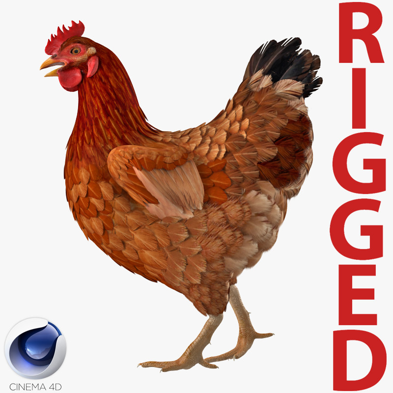 Brown Chicken Rigged for Cinema 4D 3D Model