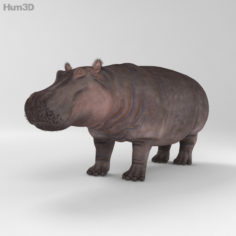Hippopotamus HD 3D Model