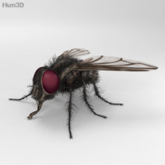 Housefly High Detailed 3D Model