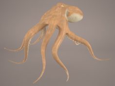 Octopus 3D model 3D Model