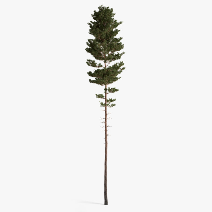 scots pine 05 3D 3D Model