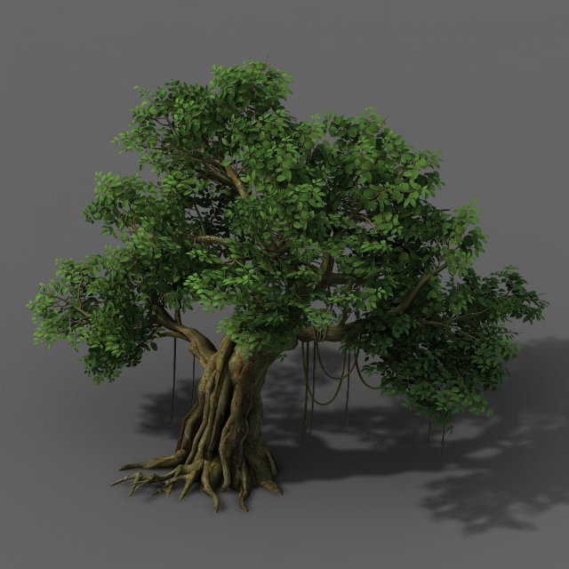 Plant – banyan tree 01 3D Model