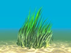 Aquatic Plant 11 Free 3D Model