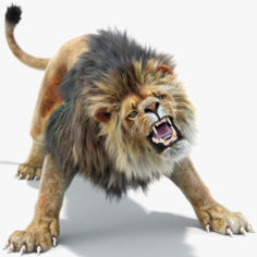 Lion 2 (Fur, Animated, Two Colors) model 3D Model