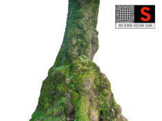 3D Laurel forest tree 16K model 3D Model