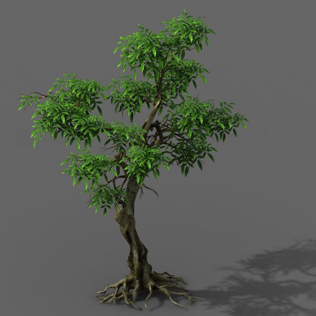 Plant – green tree 1 3D Model