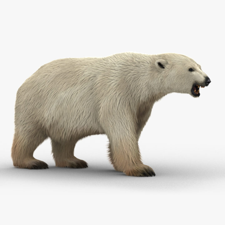 3D Polar Bear (2) (Animated) (Fur) model 3D Model