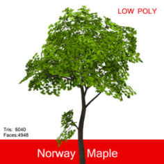 3D Norway Maple 3D Model