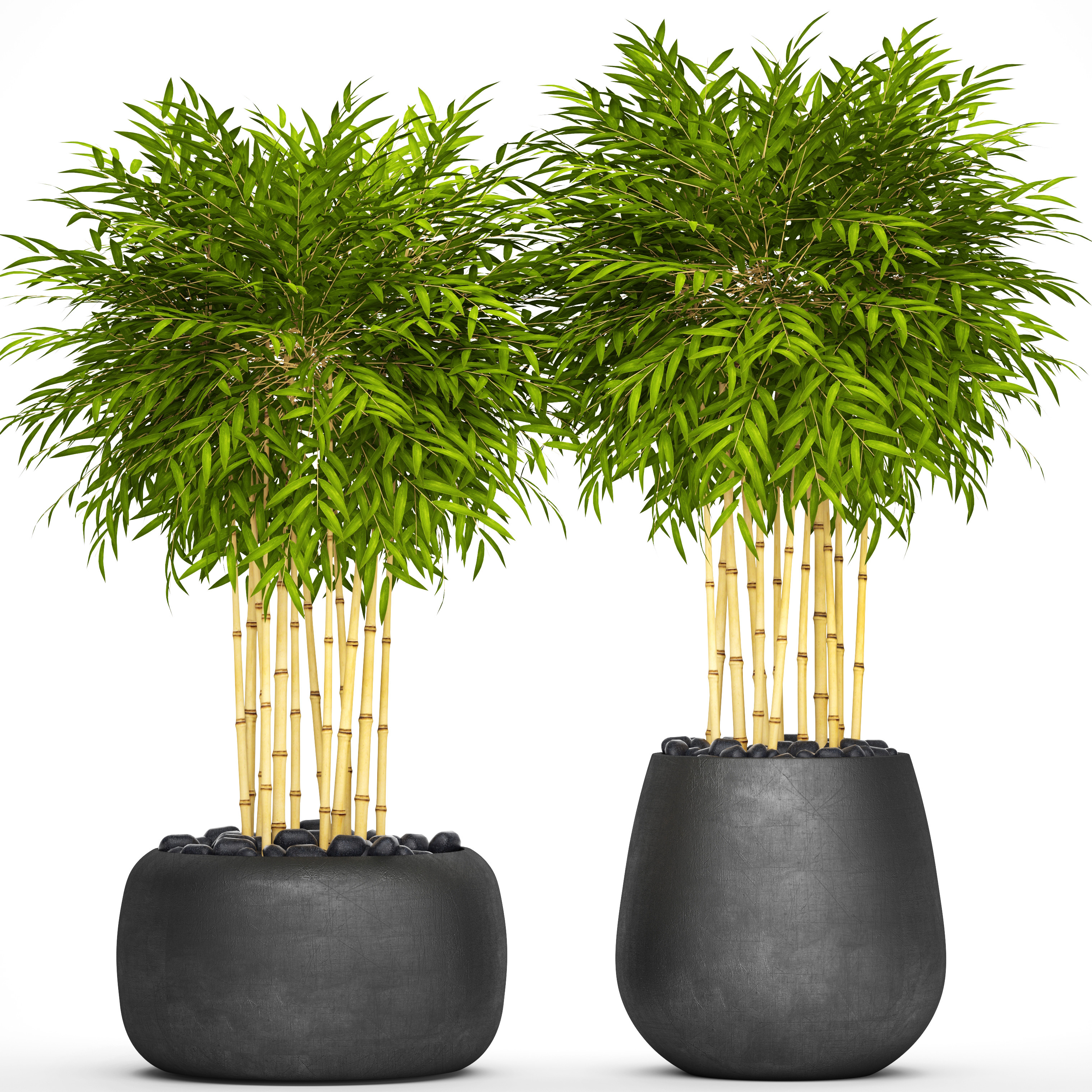 Bamboo Trees 3D Model