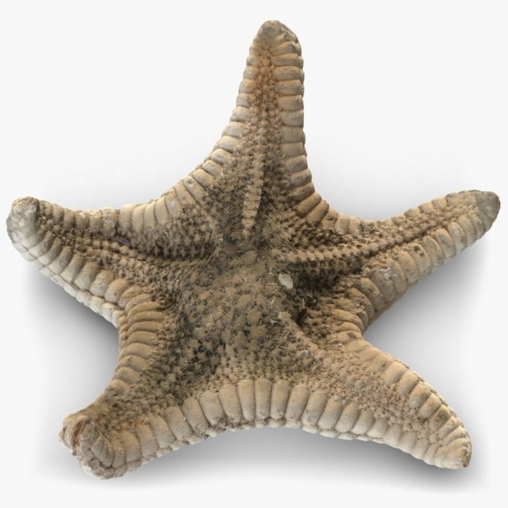 Starfish 3 3D Model