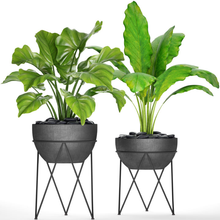 Plants collection pot 3D Model