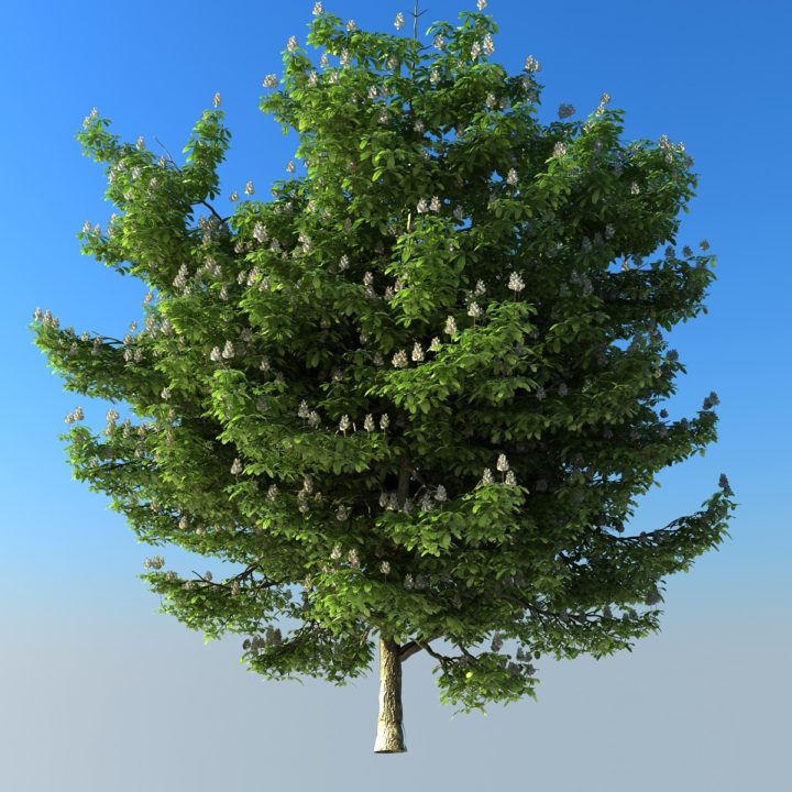 Chestnut  HD 3D Model